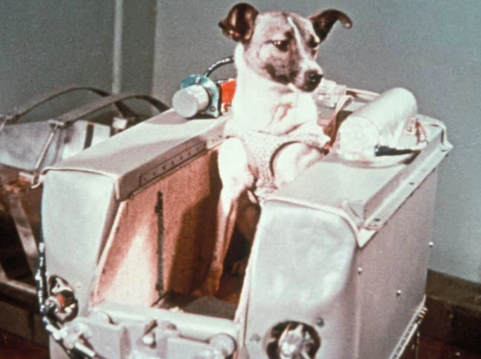 宇宙犬ライカ、1957年の訓練写真
